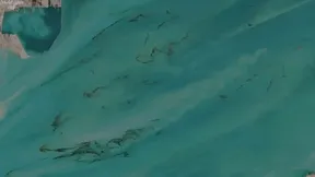 Körfez'de Çevre Felaketi! Milyonlarca Canlı Tehlike Altında