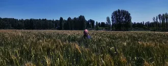 Iğdır'da yerli ve milli buğday çeşidi "Taner", çiftçilerin yüzünü güldürdü