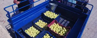 Mersin'de beyaz incir hasadı sürüyor 