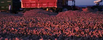 Osmaniye'nin tescilli yer fıstığında hasat mesaisi başladı
