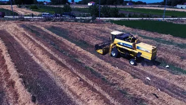 Bafra Ovası'nda hububat hasadına başlandı