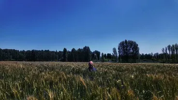 Iğdır'da yerli ve milli buğday çeşidi "Taner", çiftçilerin yüzünü güldürdü