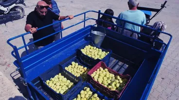 Mersin'de beyaz incir hasadı sürüyor 