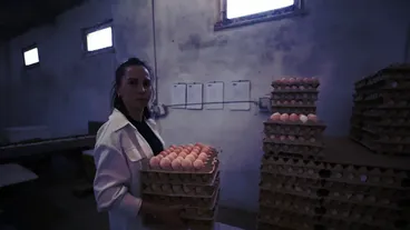 YENİ NESİL ÇİFTÇİLER - Yumurta tavuğu yetiştiricisi genç çiftçi üretim kalitesini yapay zekayla artıracak