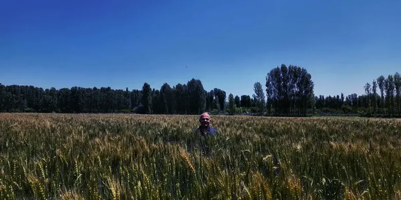 Iğdır'da yerli ve milli buğday çeşidi "Taner", çiftçilerin yüzünü güldürdü Iğdır'da yerli ve milli buğday çeşidi "Taner", çiftçilerin yüzünü güldürdü