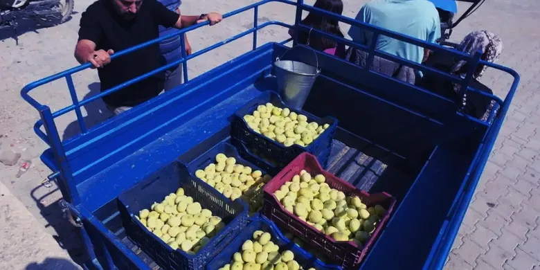 Mersin'de beyaz incir hasadı sürüyor Mersin'de beyaz incir hasadı sürüyor