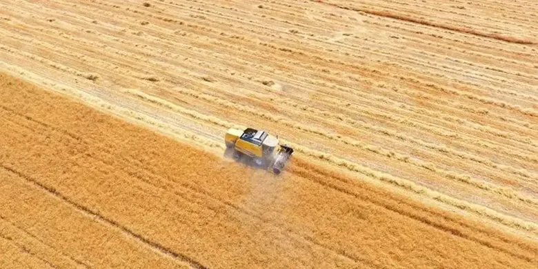 TİGEM 4 Bin 427 Ton Mahsul Buğday Satacak