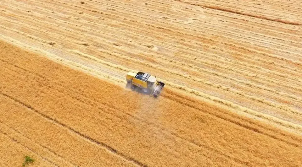 TİGEM 4 Bin 427 Ton Mahsul Buğday Satacak